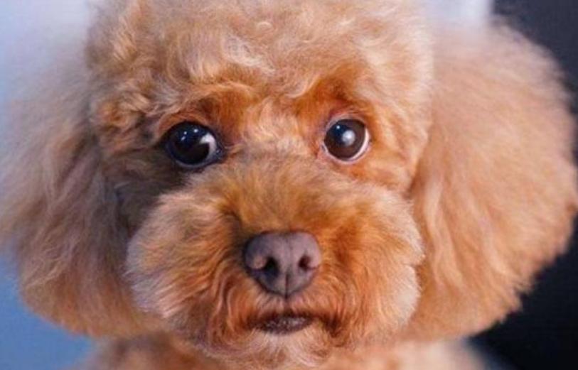 泰迪犬串串毛摸着粗糙是像土狗吗,如何区分泰迪犬纯种还是串