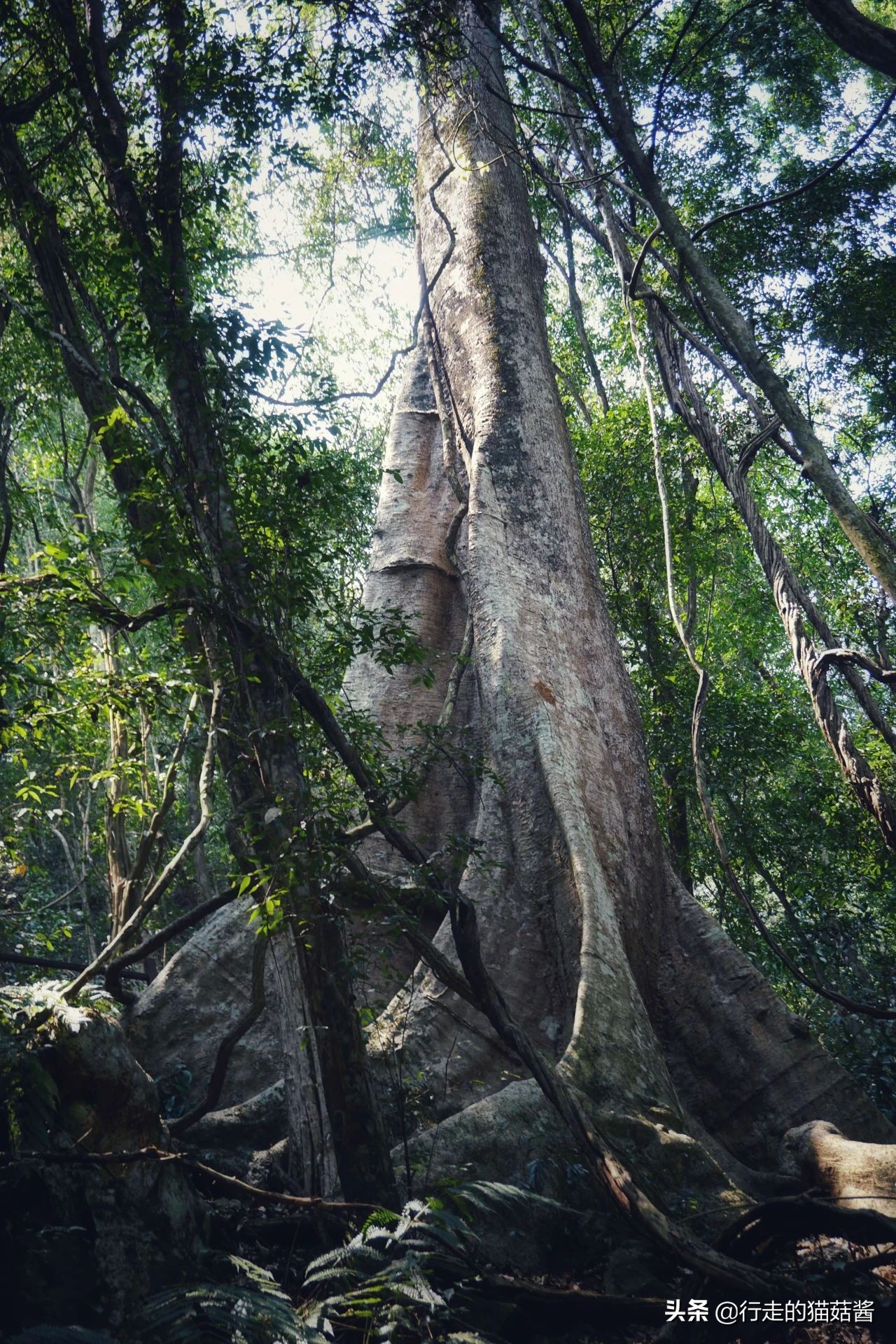 三刷西双版纳留给我的12个印象，聊聊这个宜居的边境小城
