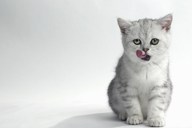 养猫怎么不被猫猫挠坏,怎么防止猫咪挠猫咪