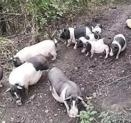不准吃野生动物,禁止吃野味