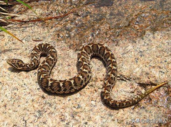 在河里钓鱼遇到大黑蛇真实事件,野钓遇到蛇的真实事件