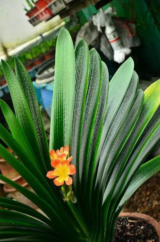 君子兰夹箭磷酸二氢钾怎么施肥,君子兰怎样管理才能够开花长得快