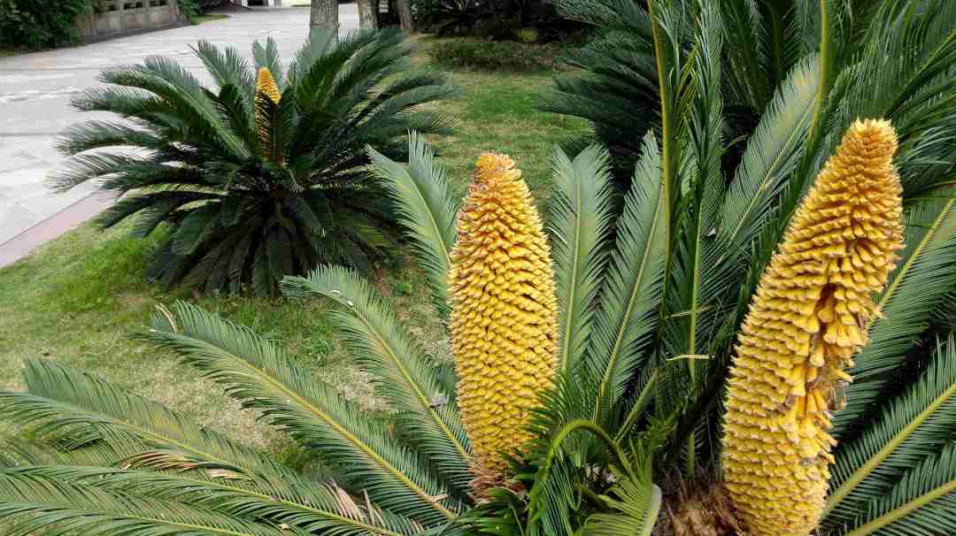 铁树黄叶怎么补救土方法,夏天铁树叶子发黄怎么补救