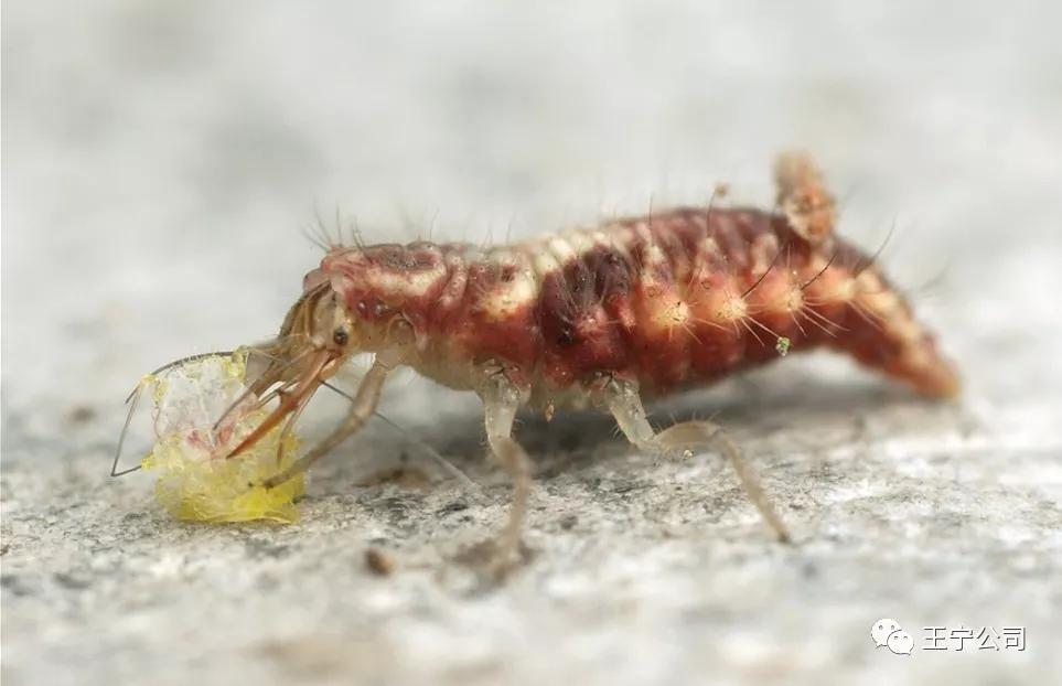 夏播玉米虫害图片大全,玉米虫害图谱高清大图