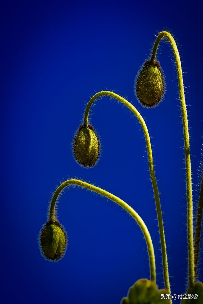北京国际鲜花港门票优惠,北京国际鲜花港夏天