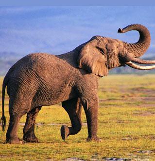 100个搞笑冷知识动物,奇葩动物冷知识你都知道哪几个