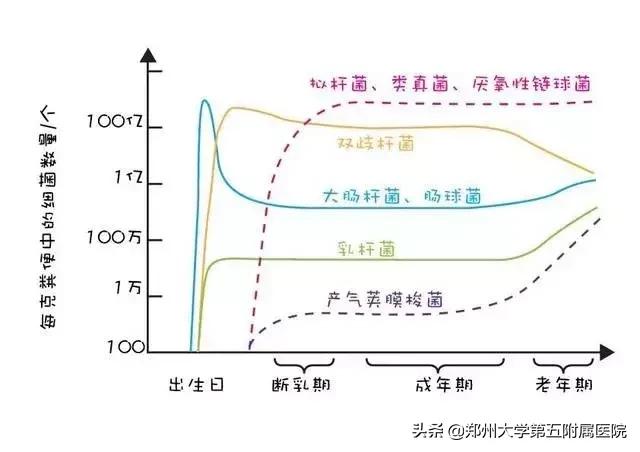 关于肠道微生态的故事,肠道微生态的重要性和调理方法