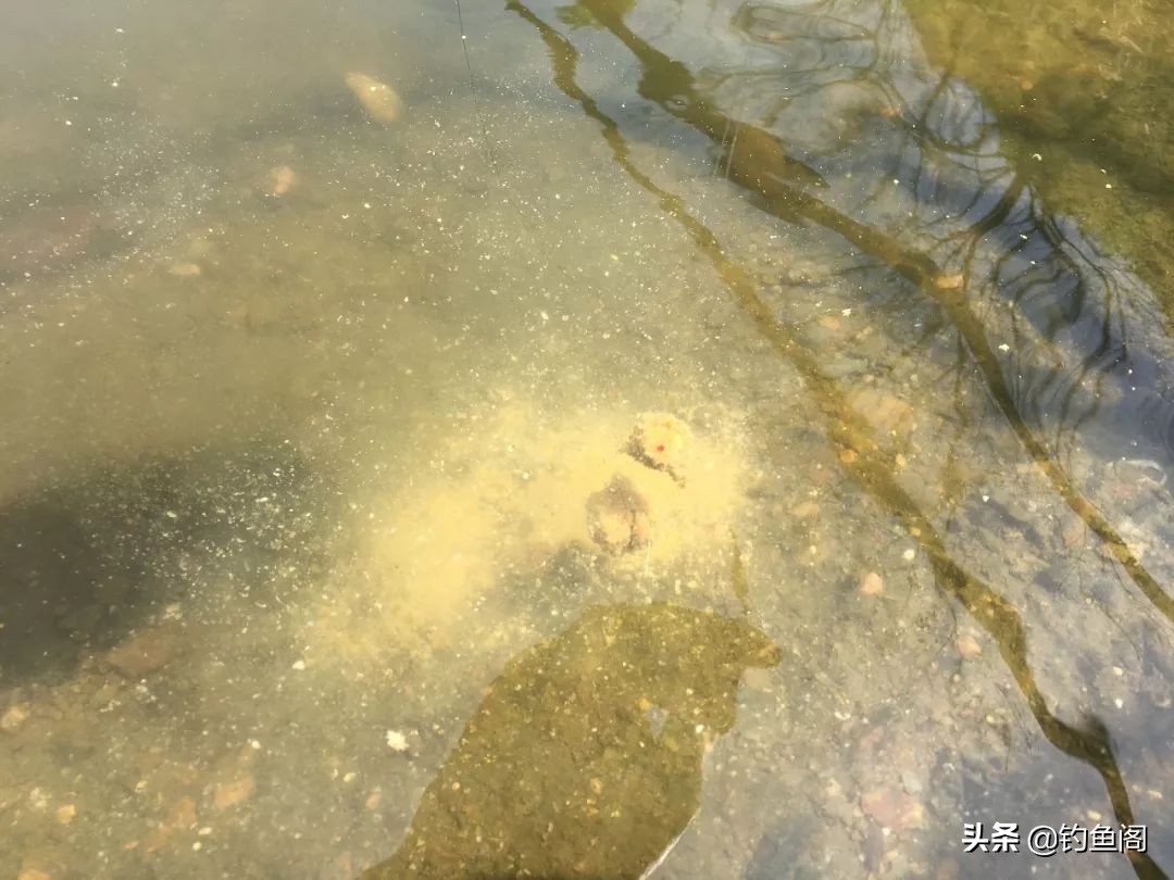 饵料状态很重要,饵料调好后怎么减轻饵料比重