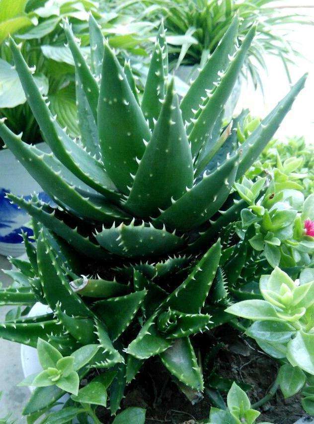 芦荟越来越干瘪如何挽救,芦荟瘪了咋办