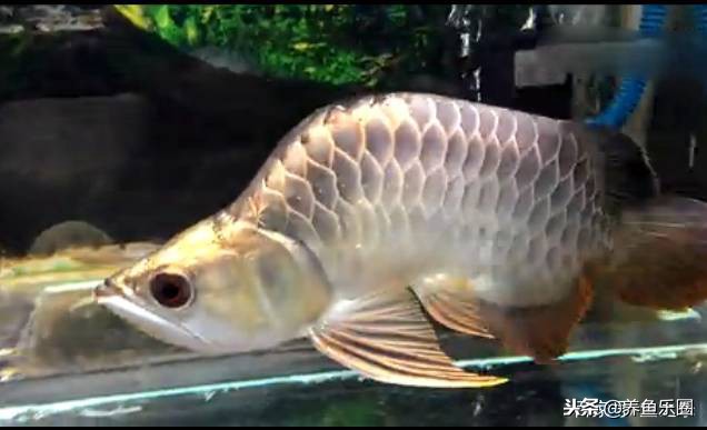 龙鱼细长不宽,龙鱼只长身体不长头