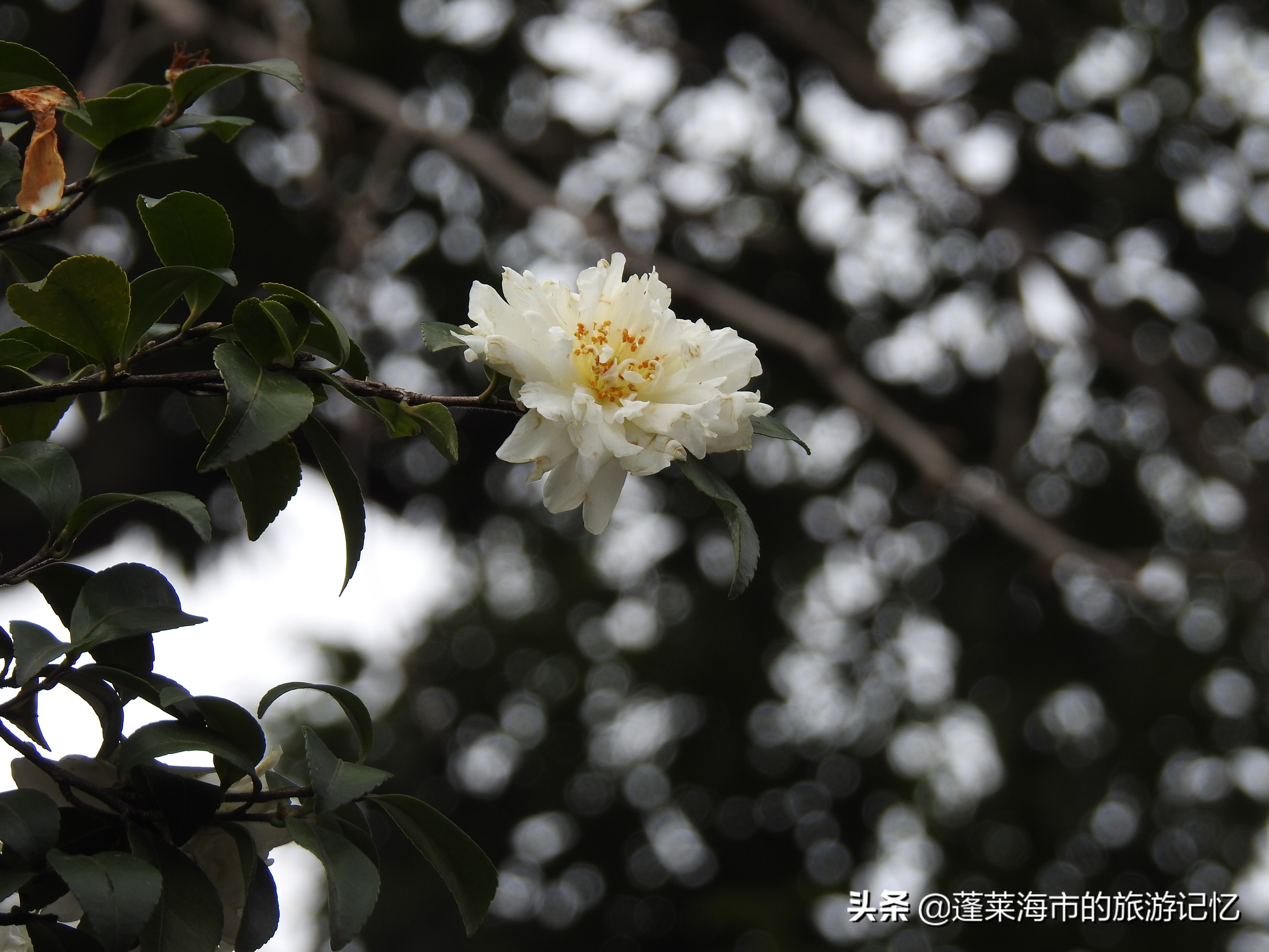 上海第一园豫园简介,上海第一园林