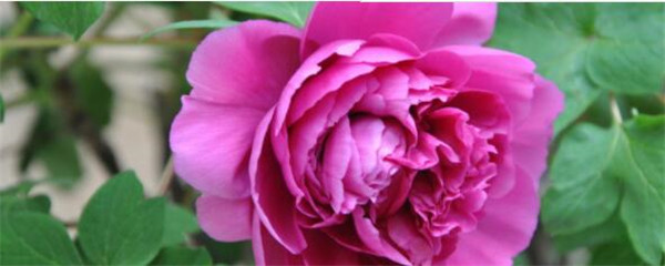 深圳牡丹种植,牡丹种球种植