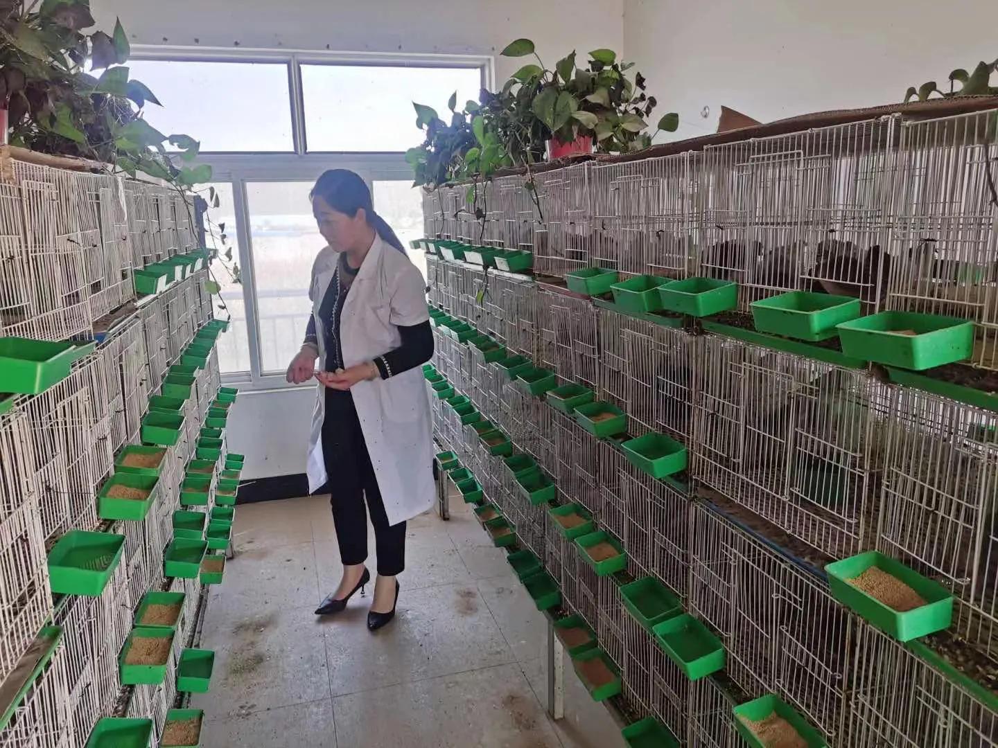 芦丁鸡养殖扶持,芦丁鸡认养视频