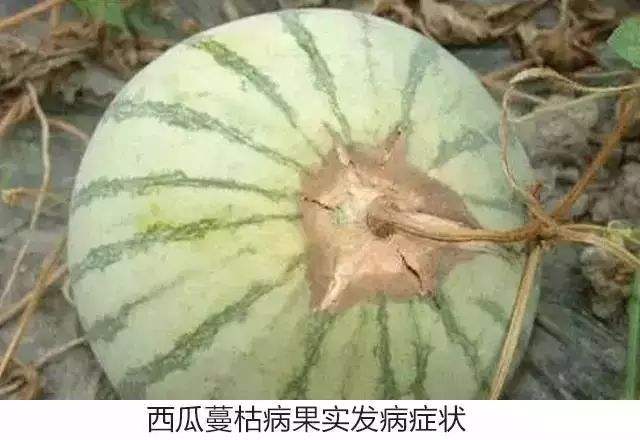 西瓜出现蔓枯病使用什么药最有效,西瓜蔓枯病什么原因引起