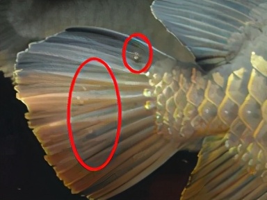 小龙鱼疾病,龙鱼突发疾病