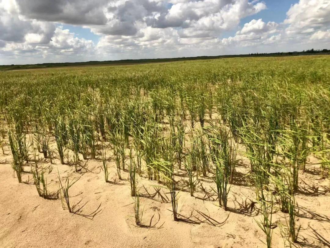 镉大米为何连年屡禁不止,镉大米会二次污染吗