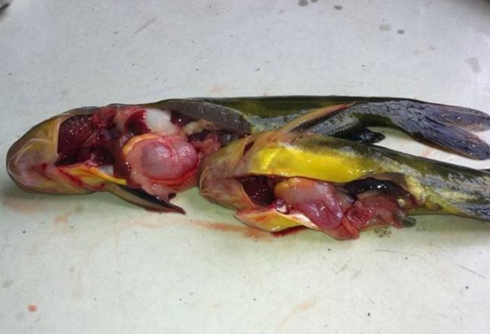 黄颡鱼肠炎用什么药,黄颡鱼肠炎烂身腐皮病的治疗措施