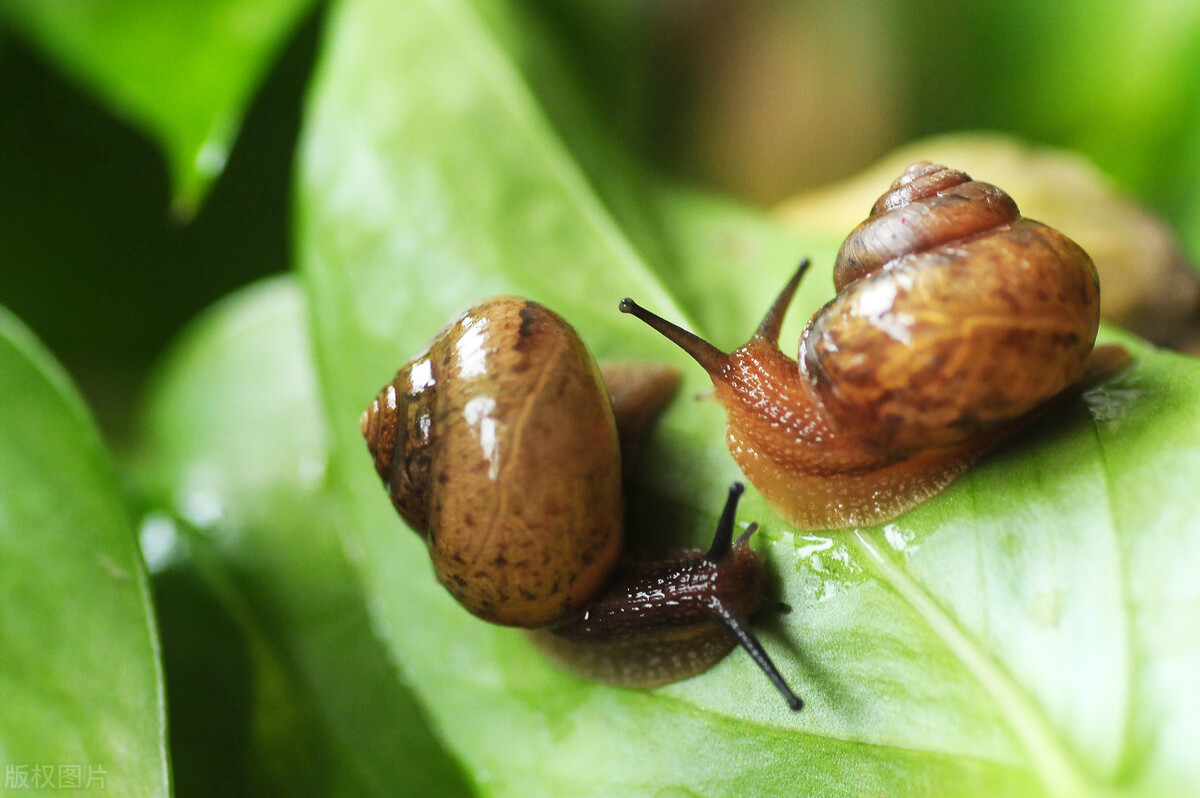 世界上牙齿最多的动物前十排名,世界上牙齿最多动物是什么动物