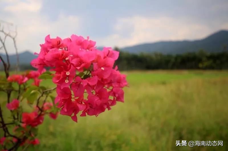 趁着春光出游海南,趁着春光明媚去旅行