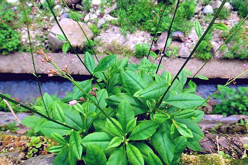 105种野草图片大全,105种野草的图片功效与作用