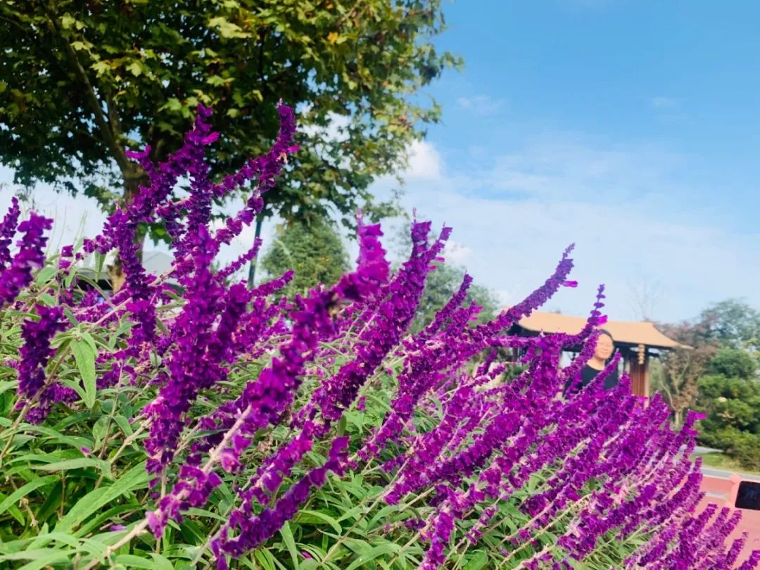 成华区新建湿地公园有哪些,成华公园还在吗