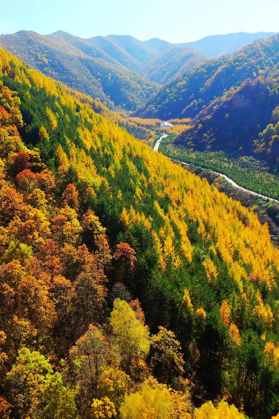 中国植树造林成果国外有什么看法,植树造林改造沙漠