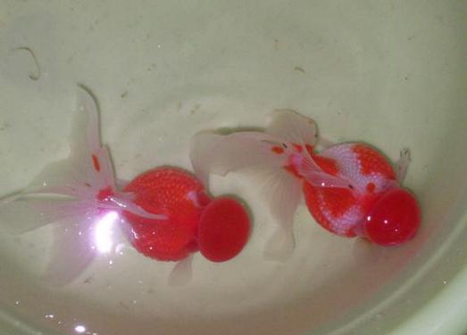 精品皮球珍珠金鱼图片,龙睛珍珠鳞金鱼