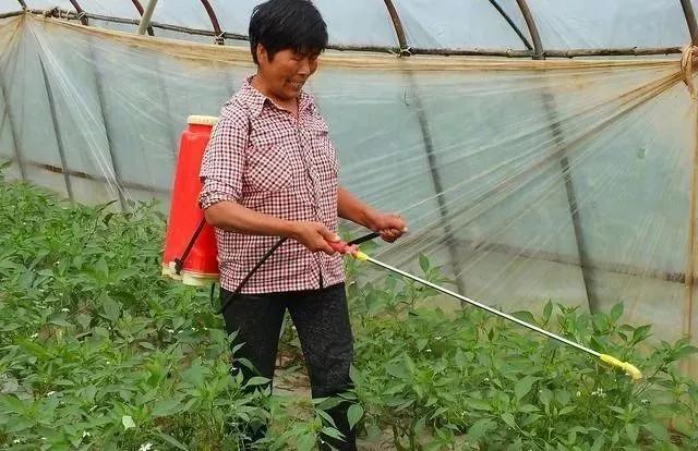 白酒治白粉虱,白酒加啤酒可以治白发吗