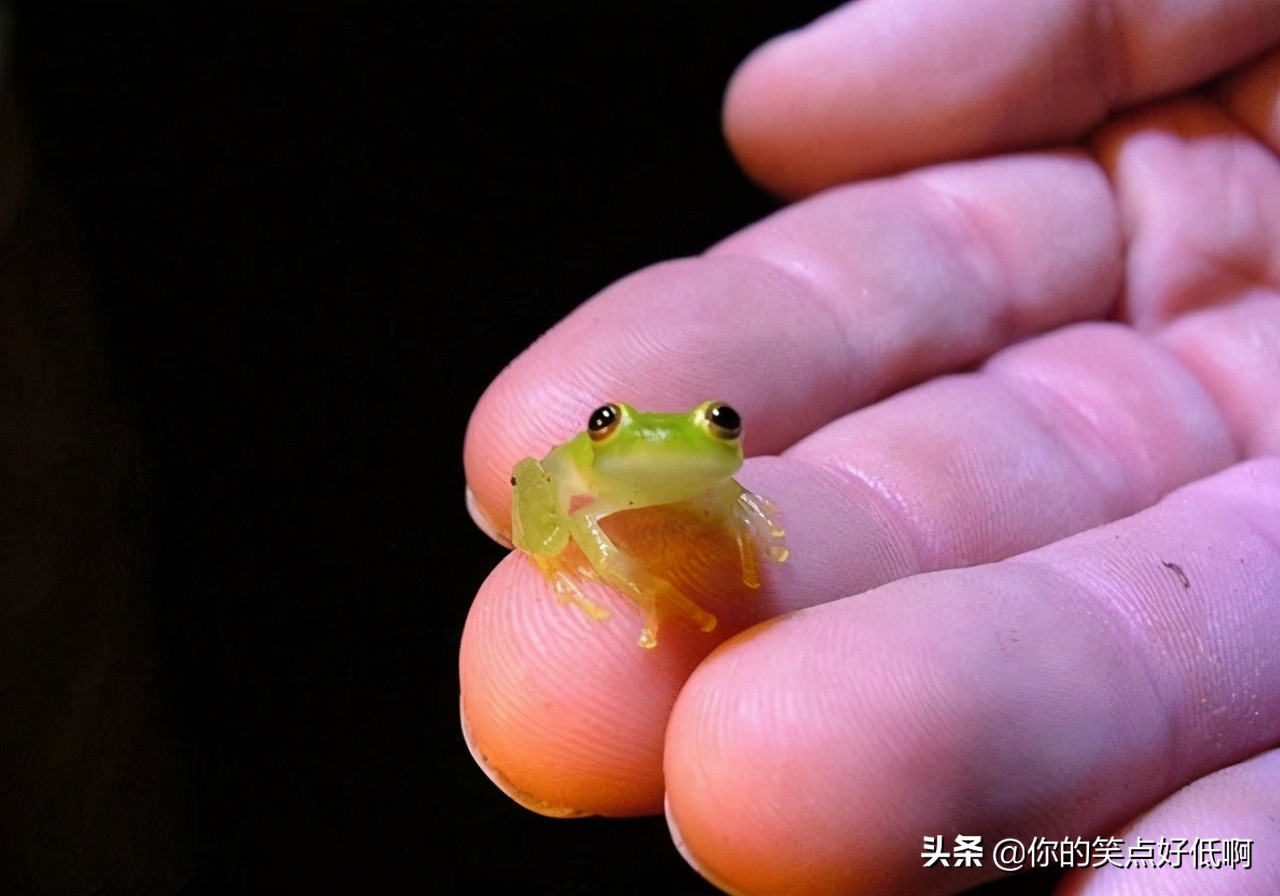 五种透明的动物,5种地球上罕见的动物