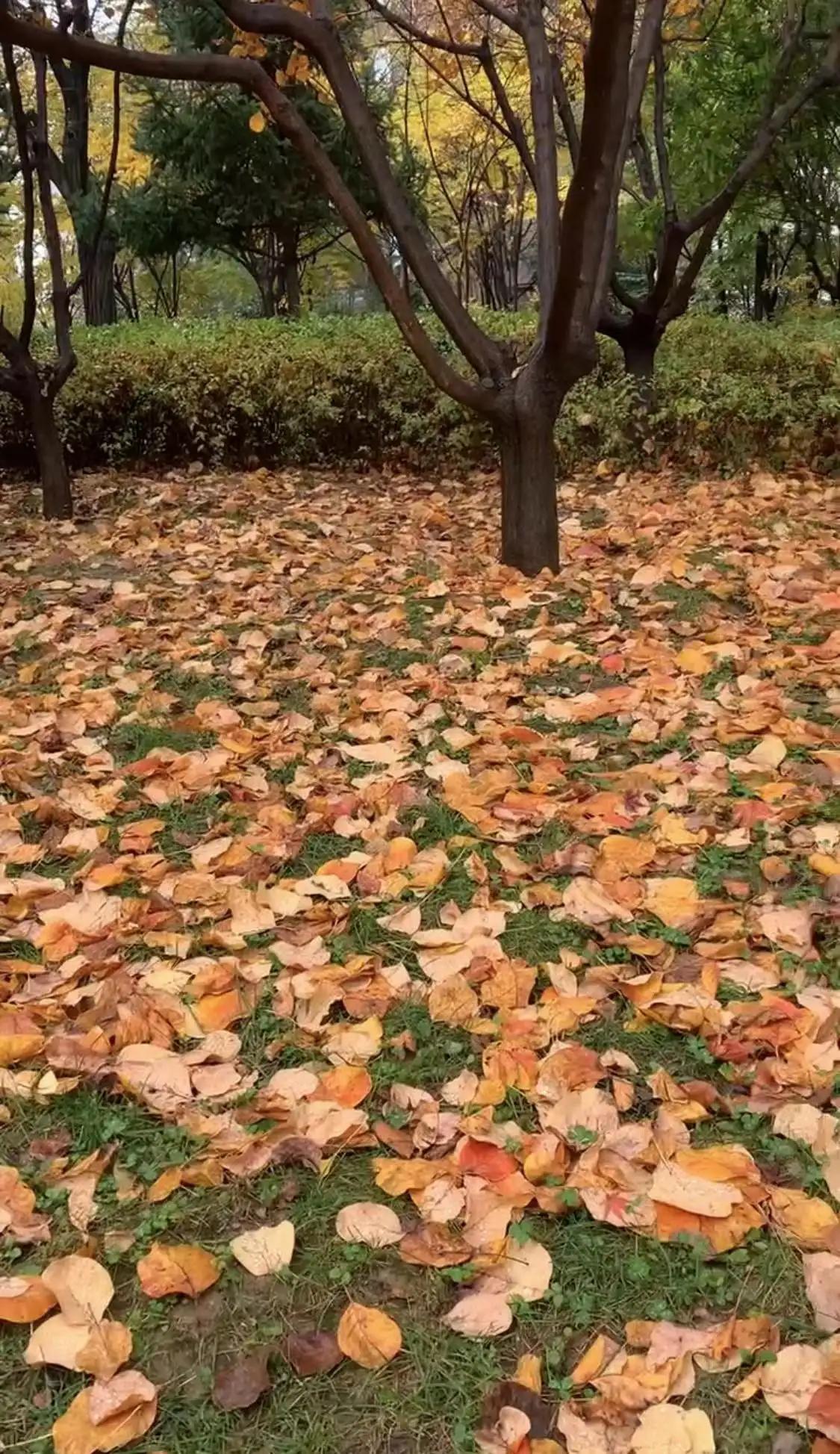 霜降粤语版,霜降粤语歌曲