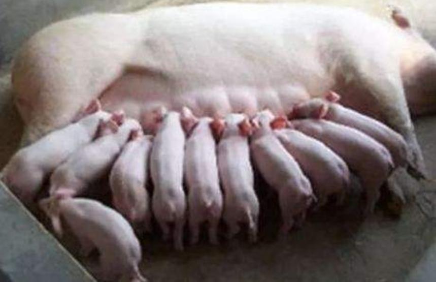 母猪死胎38.2怎么办,母猪产特别小死胎是什么原因