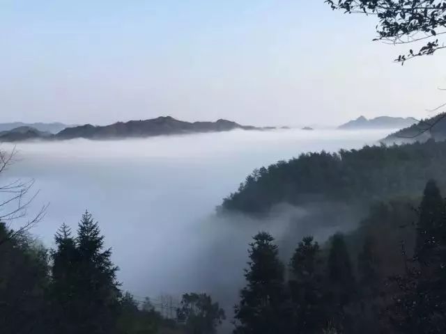 温州银杏哪里最美,温州秋冬的银杏树确实美