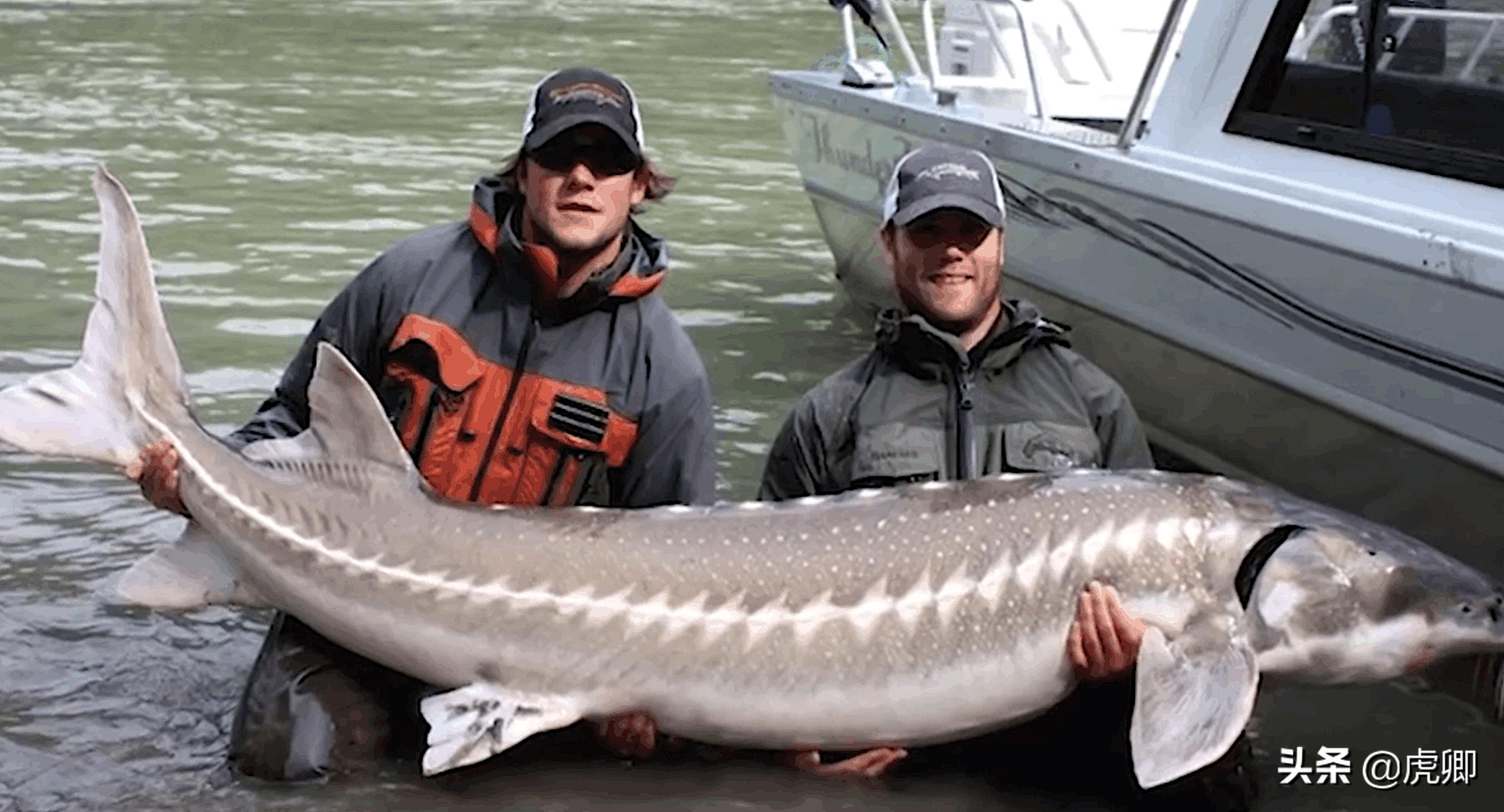 鲟鳇鱼国家保护动物吗,鲟鳇鱼国家保护