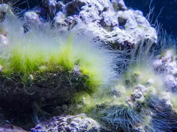 初次下海的萌新请注意，你的鱼为什么总是死！