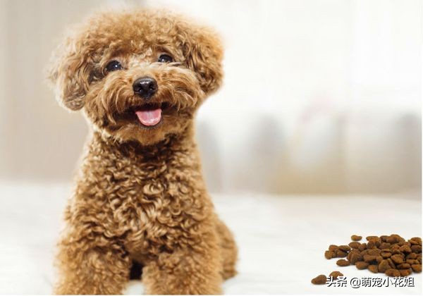 如何辨别狗粮好坏和选择的方法,狗粮泡水里怎么确认是好狗粮