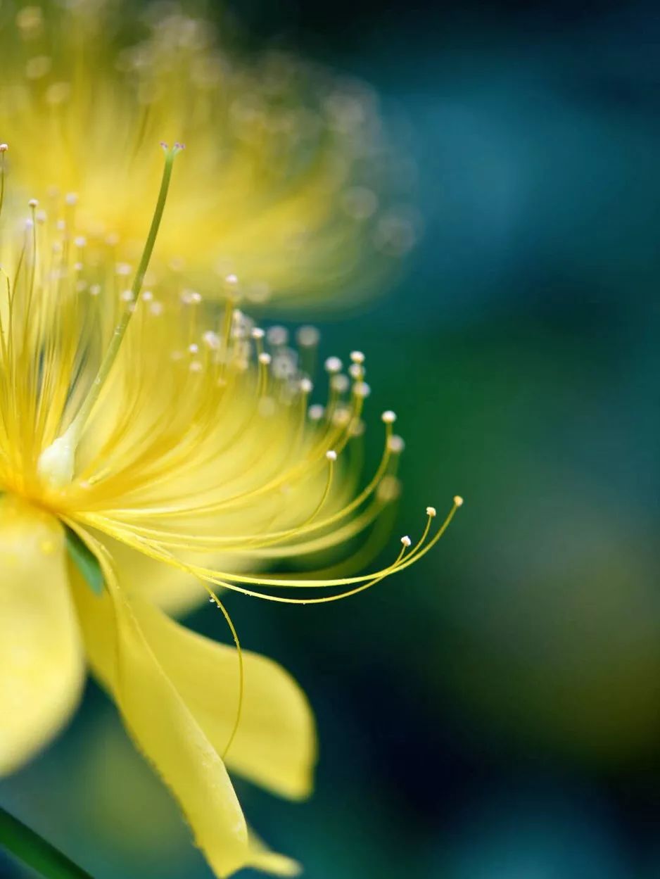 清明过后天空就明净了,今日清明万物生长清洁明净