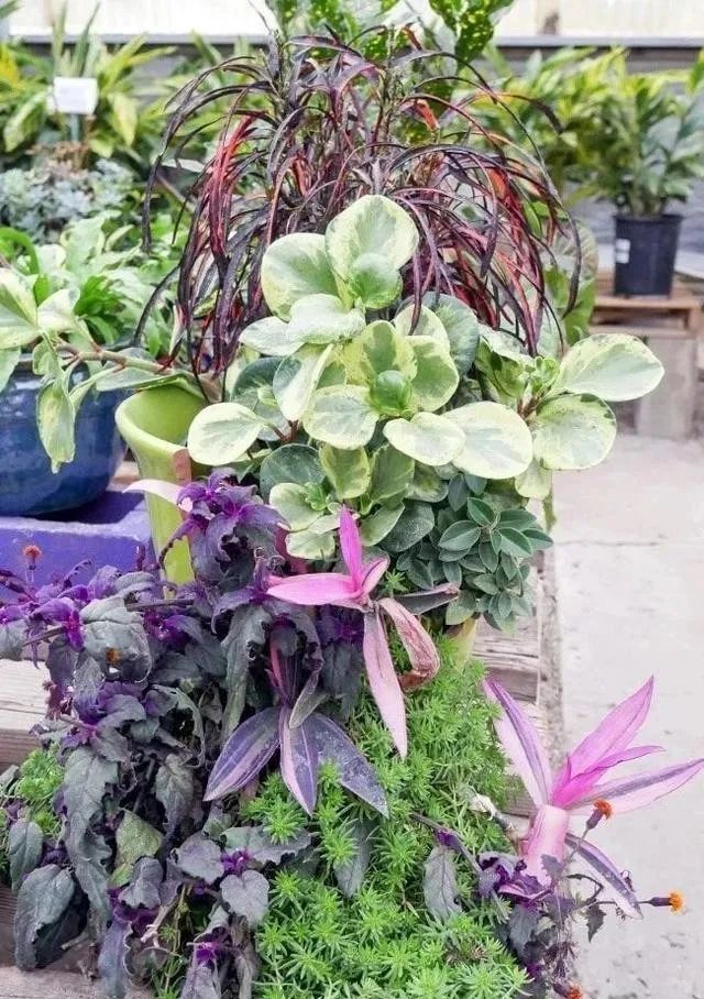 摔碎的花盆别扔做成盆栽超精美,打碎的花盆怎么变成宝