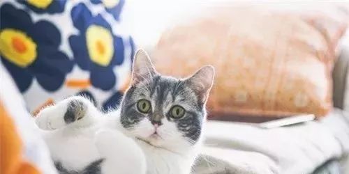 猫咪打滚=发情？又涨知识了