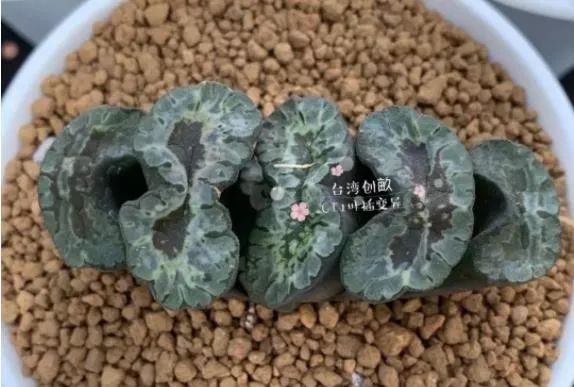 2023多肉展会直播,2023上海多肉植物展