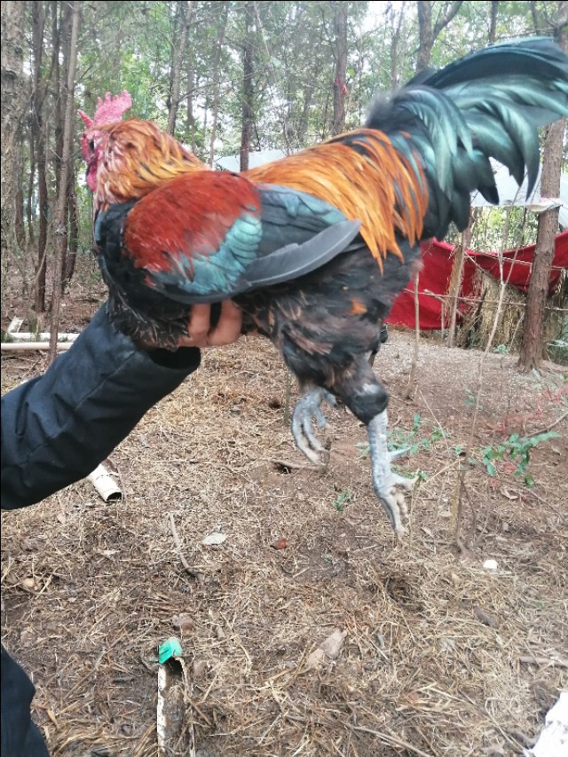 教你挑选土鸡,老鸡的办法