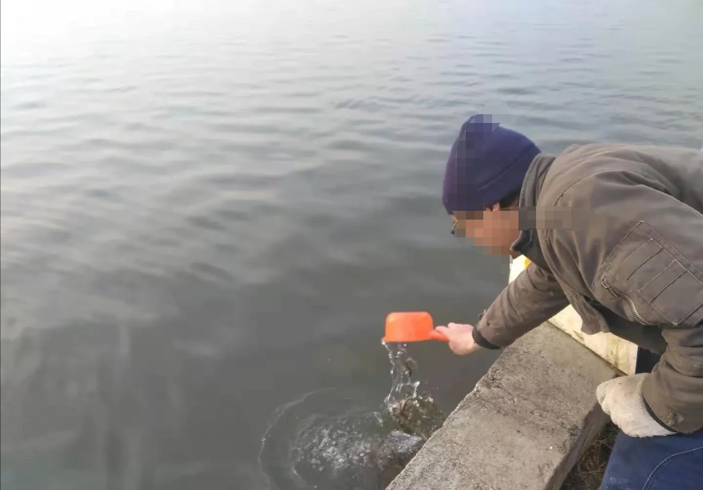 野钓放生泥鳅视频,大量泥鳅放生视频