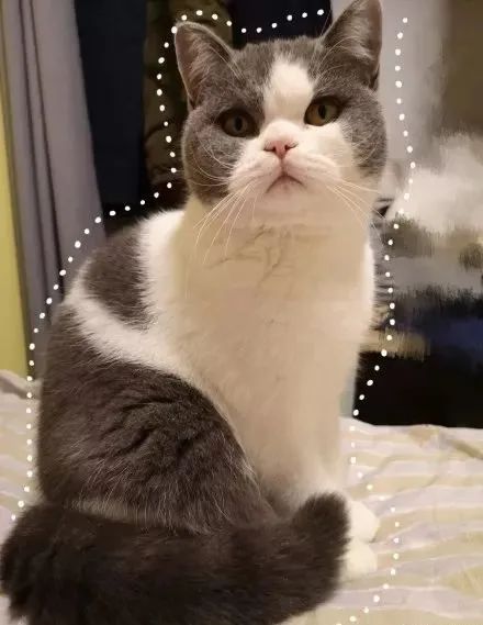 如何学会看猫咪的品相,成年猫咪如何看公母