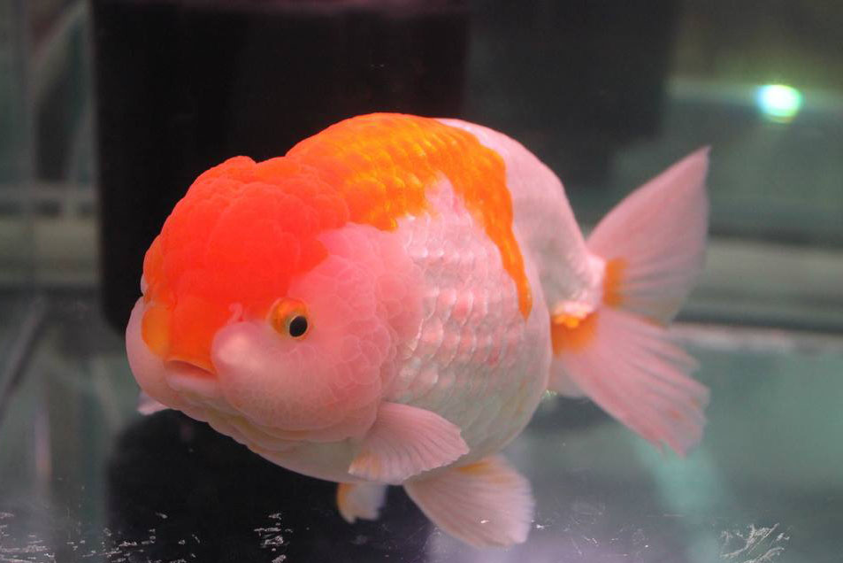 金鱼常见的种类大全,常见的十种金鱼类型有哪些