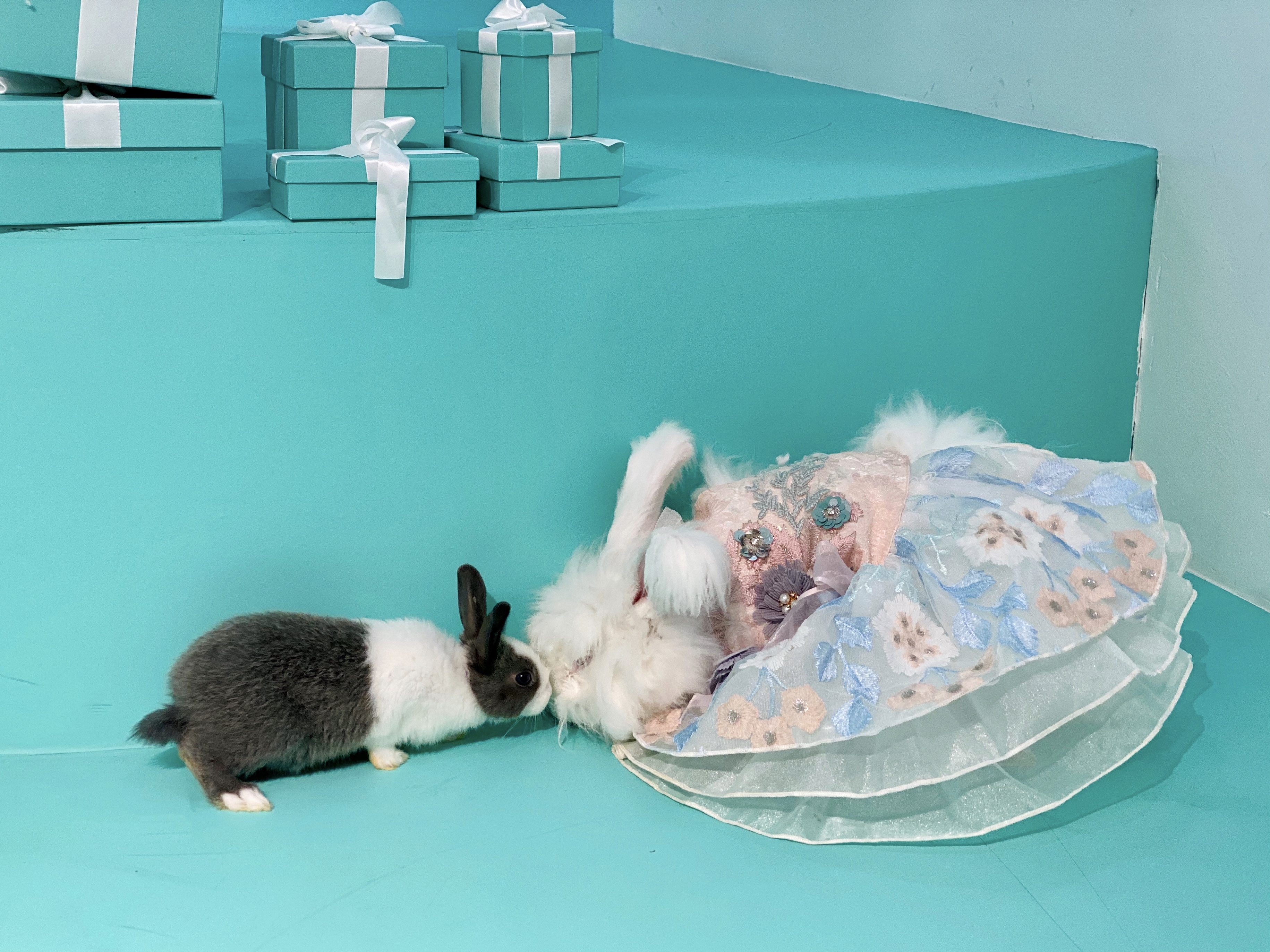 撸动物的网红店顺德,撸小动物的网红店北京世纪金源