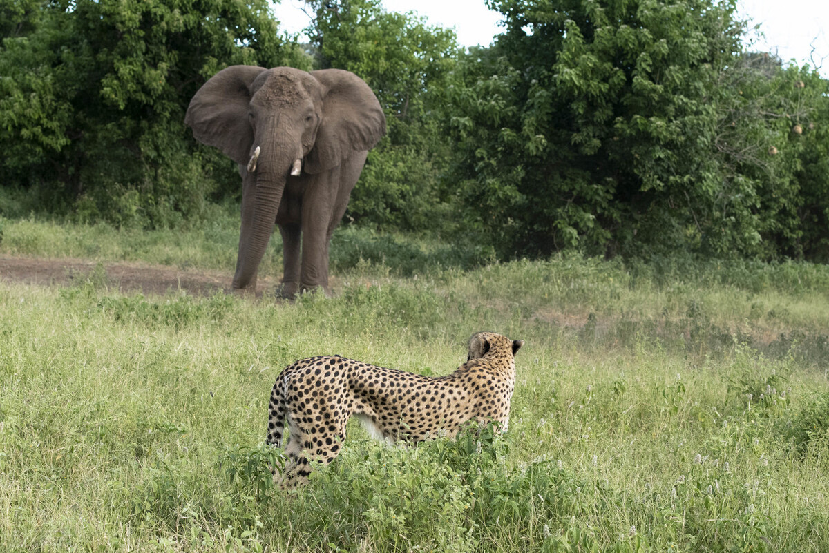 野外遭遇成年野象,如何才能逃生?记住这6点技巧,紧急时能保命