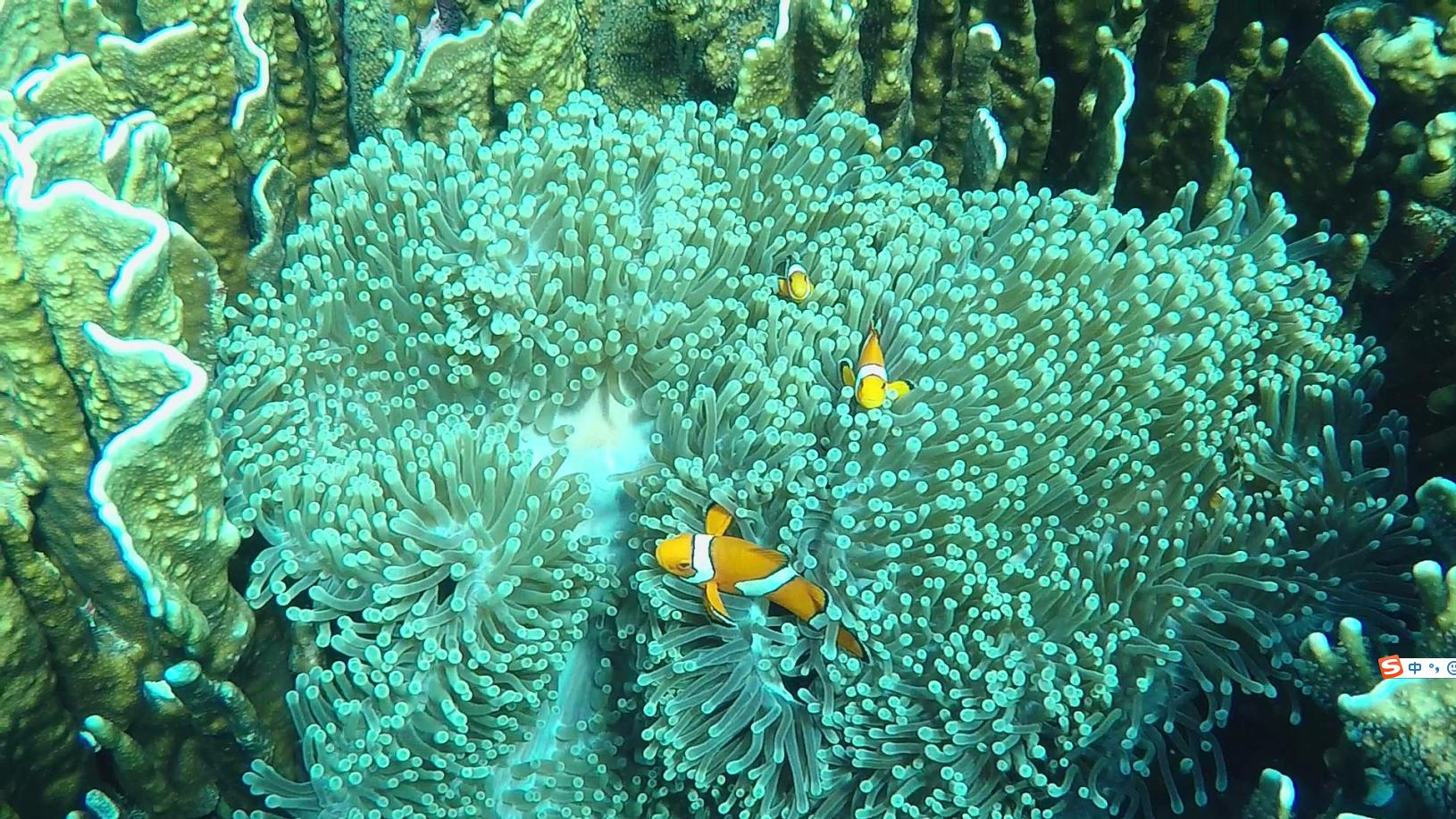 泰国普吉岛斯米兰岛旅游攻略,泰国旅游普吉岛的夏天皮皮岛浮潜