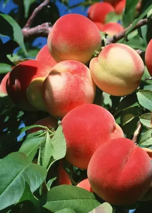 金秋采摘正当时!山东这十种田间美味错过再等一年!