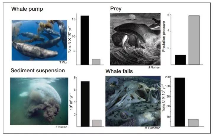 鲸鱼拉屎的过程,鲸鱼拉屎全过程