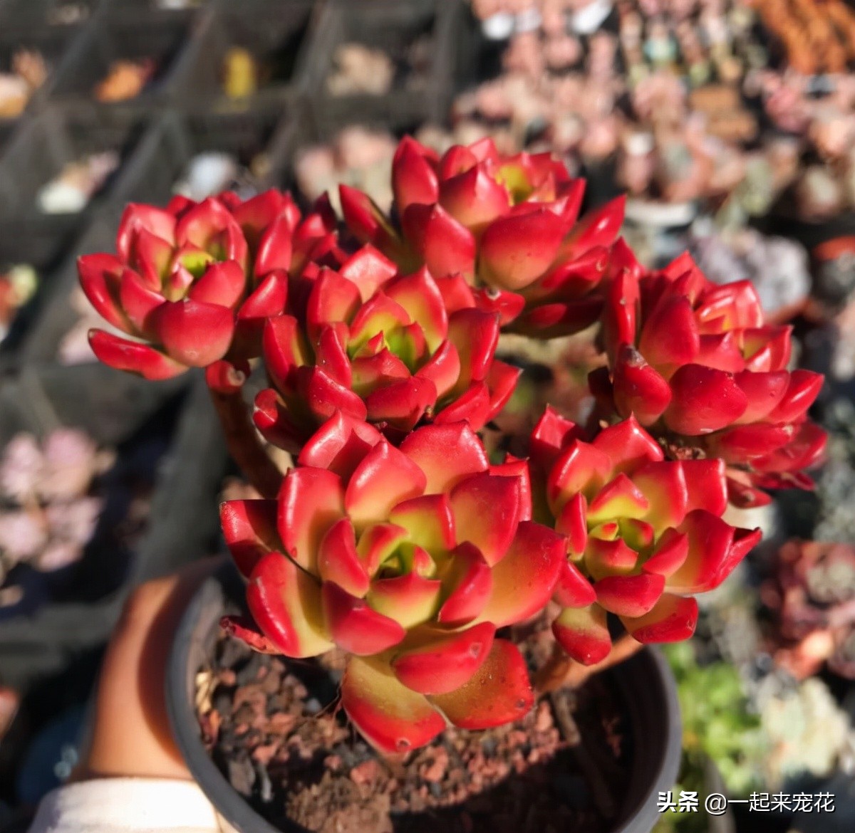 蒂亚怎么养出老桩,老花匠月季养殖方法