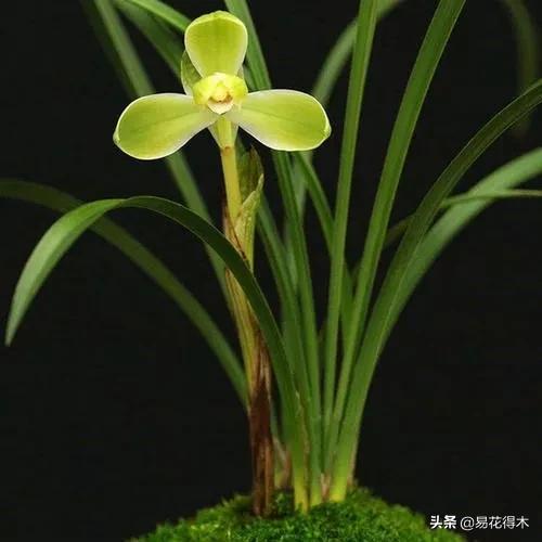 如何挑选兰花开花期的品种,兰花中最好养的品种推荐